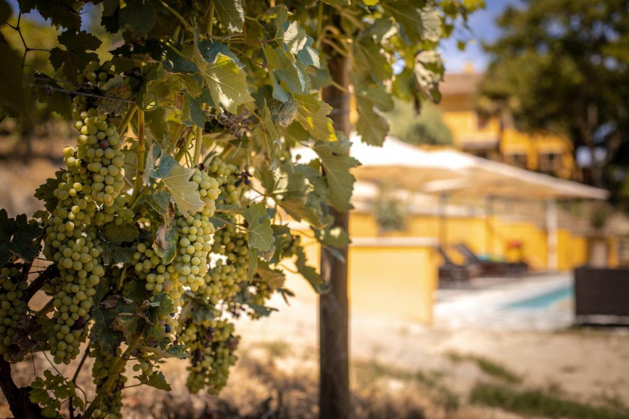 Villa Vinory - Tenuta Il Sogno San Marzano Oliveto Exterior photo